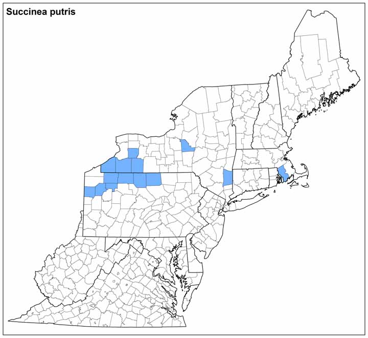 Succinea putris  Range Map